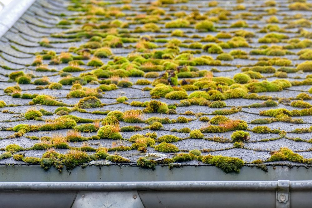 Moss or dark streaks on shingles