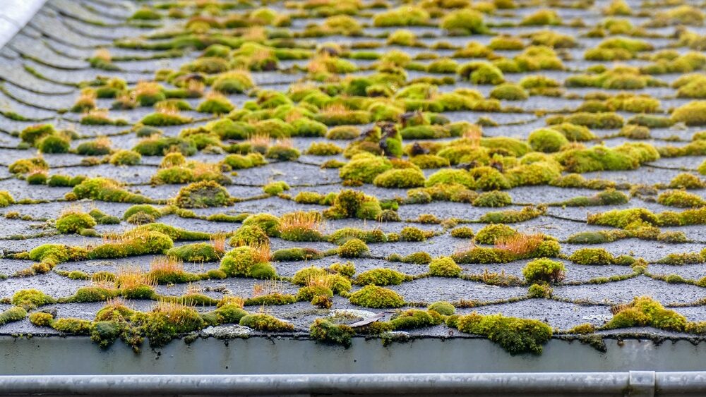 Moss or dark streaks on shingles